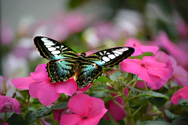 clipper butterflysm
